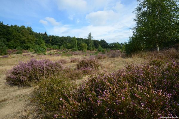 Fletcher Hotel De Zeegser Duinen (Drenthe)